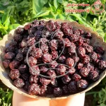 آلبالو خشک
