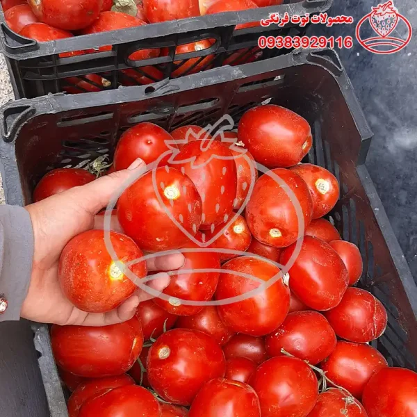 رب گوجه فرنگی خانگی بدون افزودنی - تصویر 5