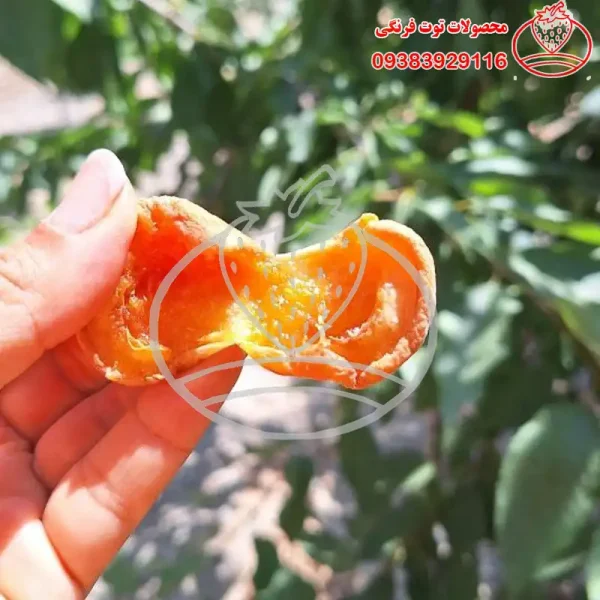 برگه زردآلو عسگر آباد آفتابی شیرین - تصویر 2