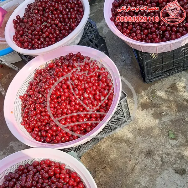 لواشک  آلبالو خانگی خیلی ترش - تصویر 2